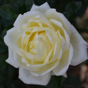 Rose Sir Edmund Hillary Clg