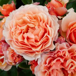 Rose Standard 'A Gardeners Dream' 800mm