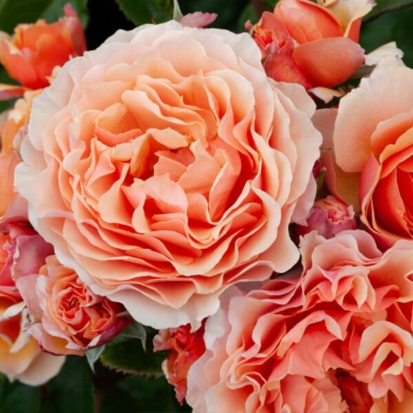 Rose Standard 'A Gardeners Dream' 800mm