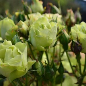 Rose Standard 'Green with Envy' 450mm