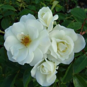 Rose Standard 'Iceberg' 450mm