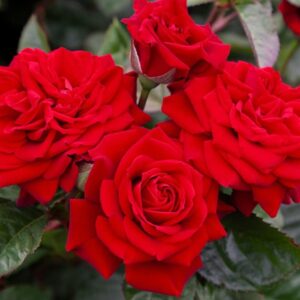 Rose Standard 'My Best Mate' 450mm