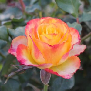 Rose 'Tequlia Sunrise'