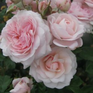 Rose 'Thankyou'