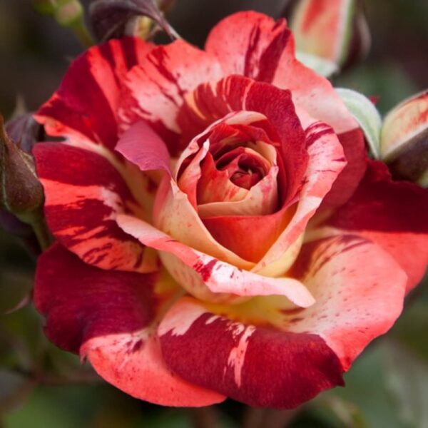 Rose 'Thunderstruck'