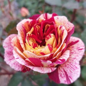 Rose 'Ziggy'