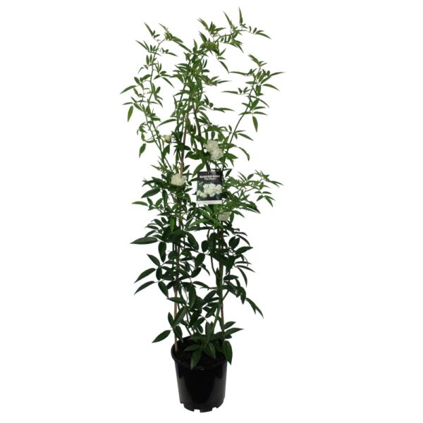 Rose banksia 'The Pearl' 3.3L - Image 2