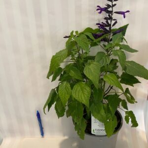 Salvia 'Amistad'  2L