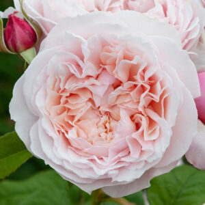 Rose 'Samantha Jean' 6L