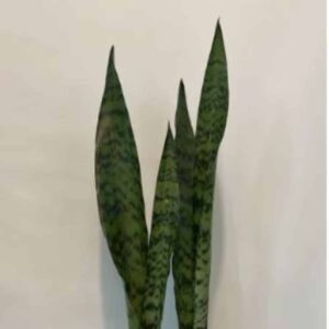 Sansevieria trifasciata - Black Coral