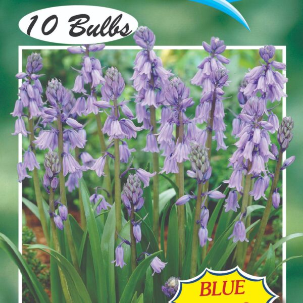Scilla 'King of the blues' 5 Bulbs