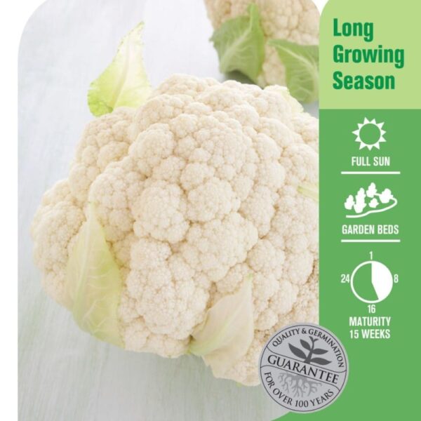 Seed Cauliflower 'All year'