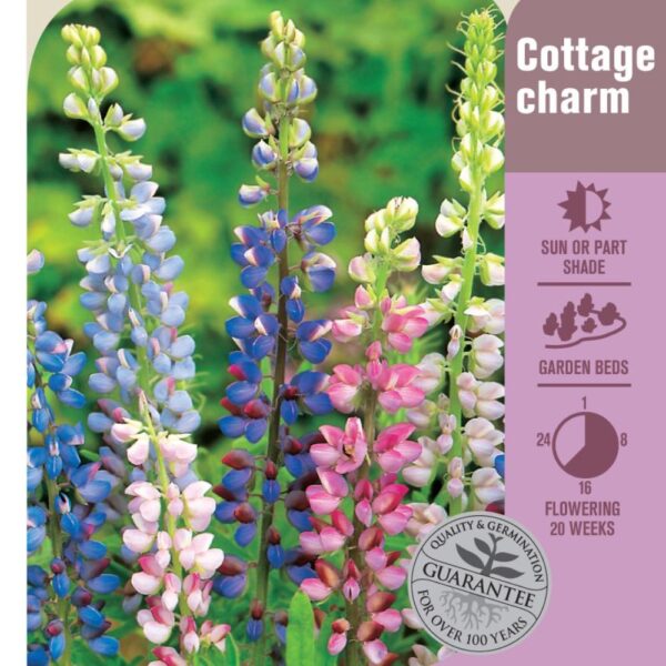 Seed Lupins 'Hartwegeii Mix'