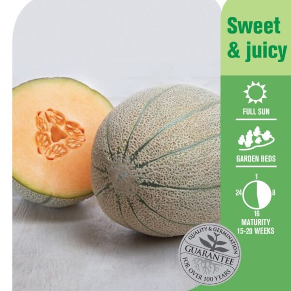 Seed Rock Melon Hales Best