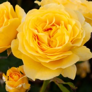 Rose 'Sparkle & Shine'
