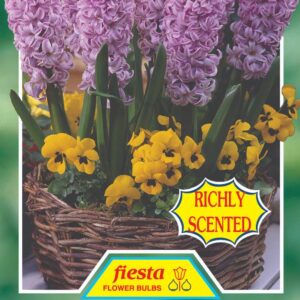 Hyacinth 'Splendid Corneilia' 3 bulbs