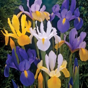 Dutch Iris 'Fiesta Mixed' 10 Bulb