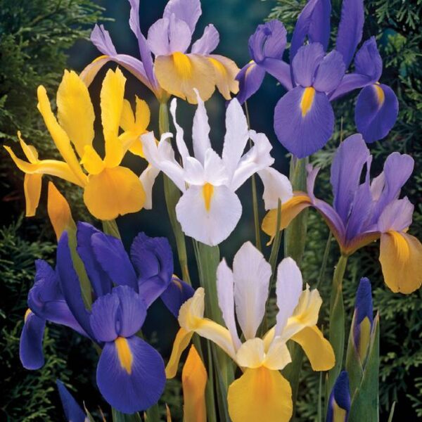 Dutch Iris 'Fiesta Mixed' 10 Bulb
