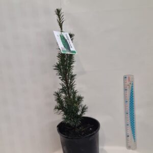 Taxus 'baccata 'fastigata' 2L
