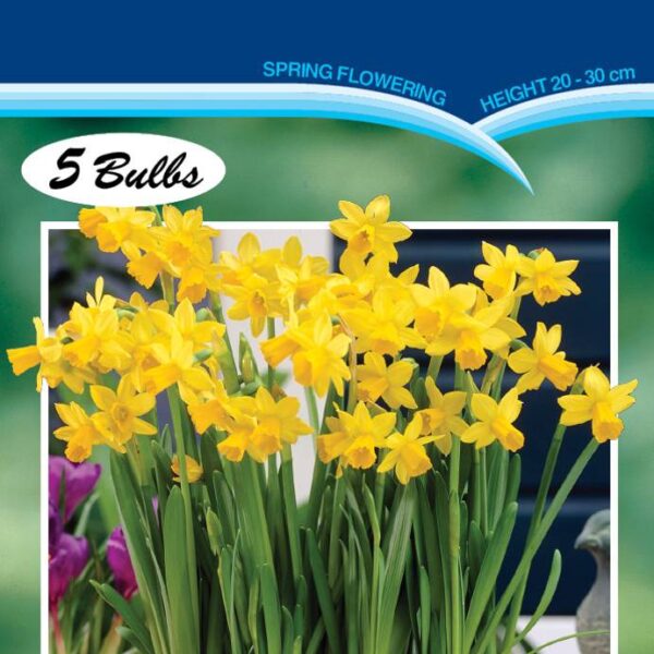 Daffodil 'Tete-a-tete' 5 Bulbs