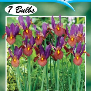Dutch Iris 'Tigers Eye' 7 bulbs