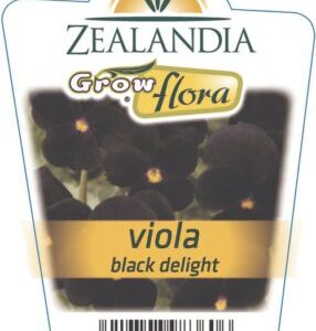 Viola 'Black Delight' 6pack