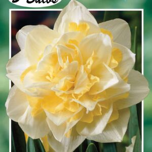 Daffodil 'White Lion'