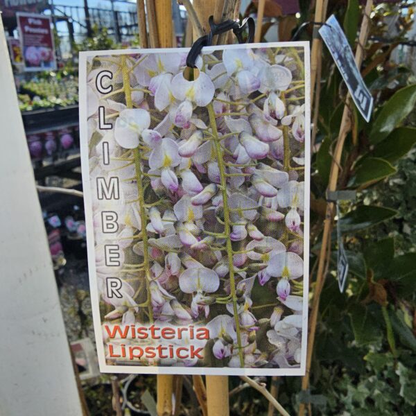Wisteria floribunda Lipstick - PB6.5