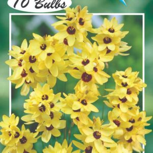 Ixia 'Yellow Giant' 10 bulbs