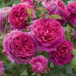Rose 'Young Lycidas' 6L