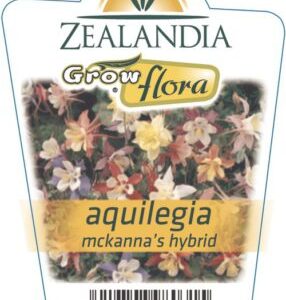 Aquilegia 'McKanna’s Hybrid'a 6pack