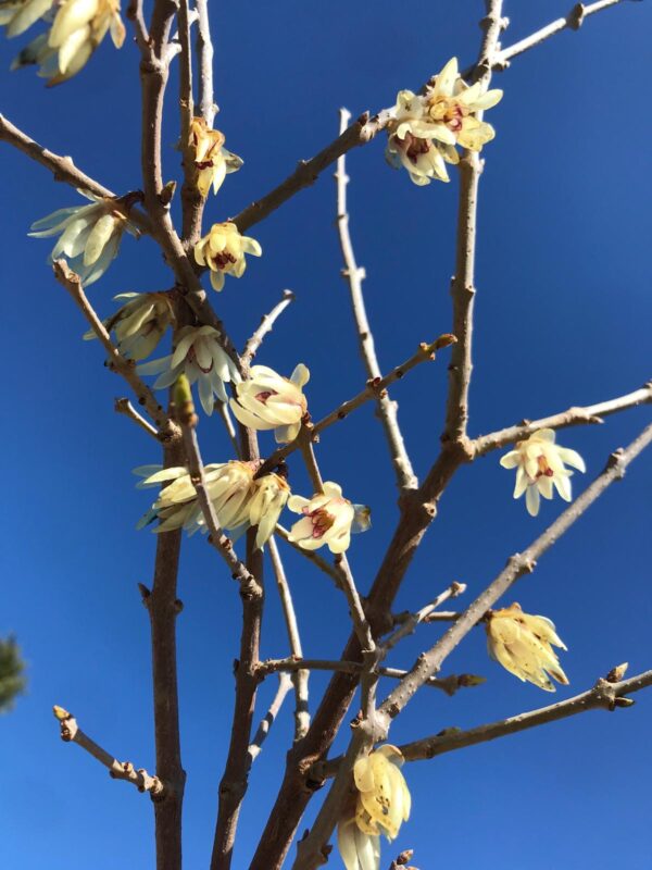Chimonanthus praecox 'Winter Sweet' 4L