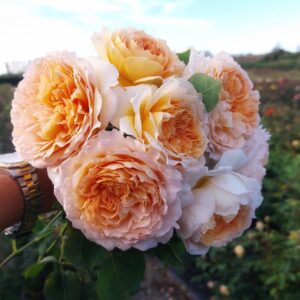 Rose 'Bathsheba'