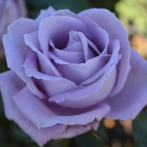 Rose 'Blue Moon' 6L
