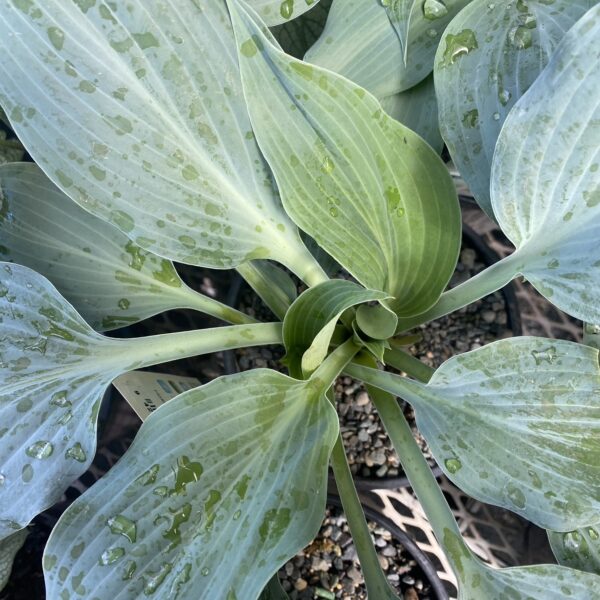 Hosta 'Blue Wedgwood' 2L