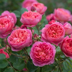 Rose 'Boscobel'