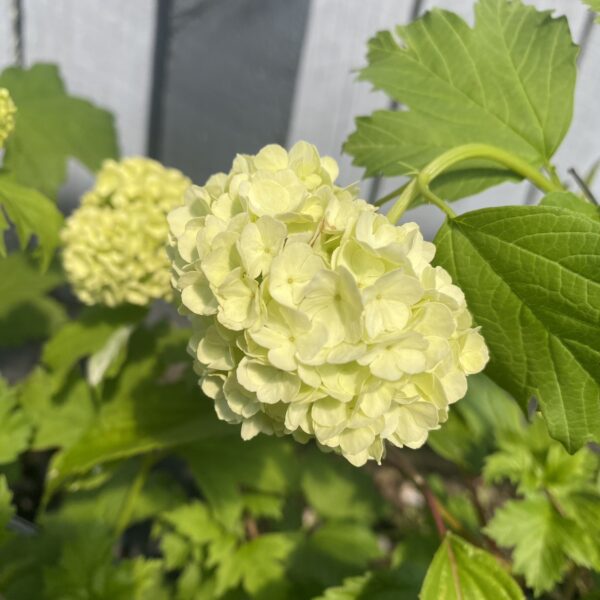 Viburnum opulus 'Compactum'- 2L