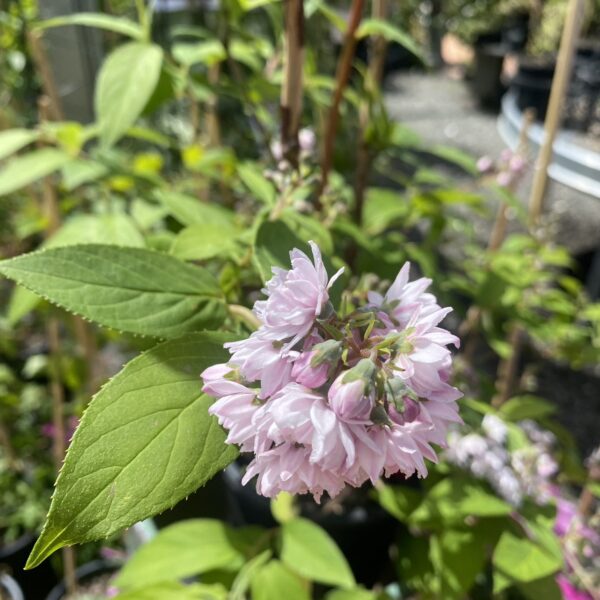 Deutzia 'Pink Pompom' 2L