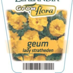 Geum 'Stratheden' 6pack