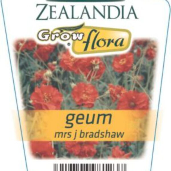 Geum 'Mrs J Bradshaw' 6pack