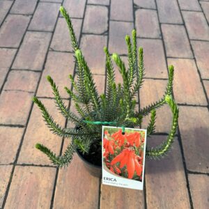 Erica Cerinthioides Red