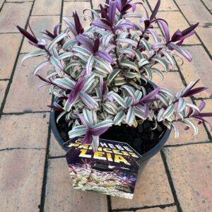 Hebe Princess 'Leia' 2.4 litre