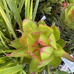Leucadendron 'Waterlily'-2L