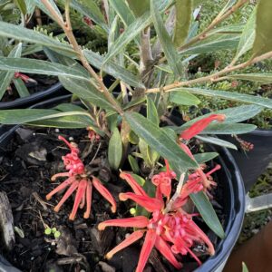 Grevillea 'Victoriae'