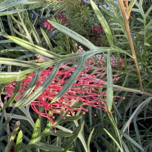 Grevillea 'Robin Hood' 3.3L