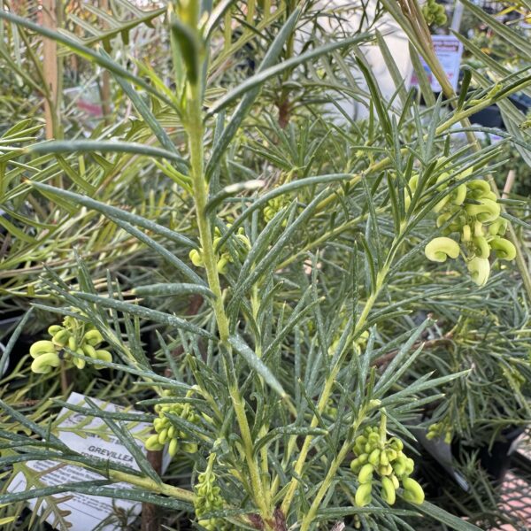 Grevillea Cream & Green 2.5l
