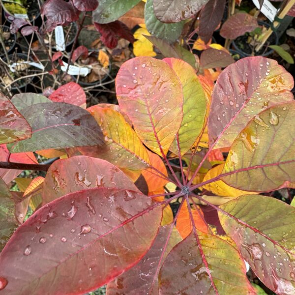 Cotinus 'Obovatus'