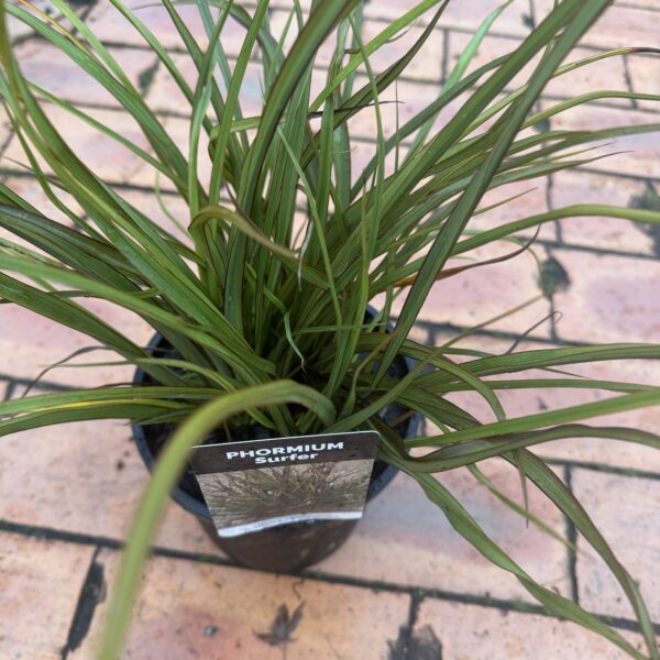 Phormium Surfer Green 2L