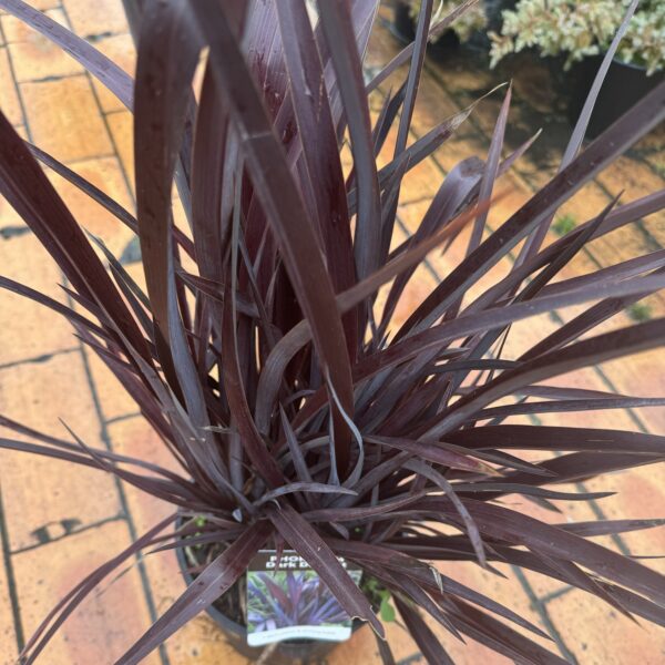 Phormium 'Dark Delight'-3.3L