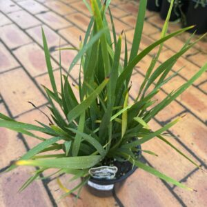 Libertia Formosa 1.5L